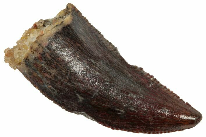 Serrated Raptor Tooth - Real Dinosaur Tooth #357958